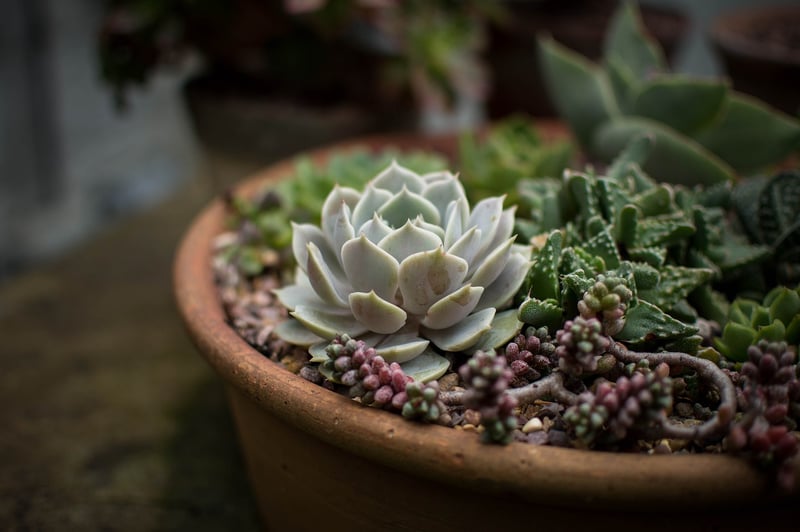Flower Pot