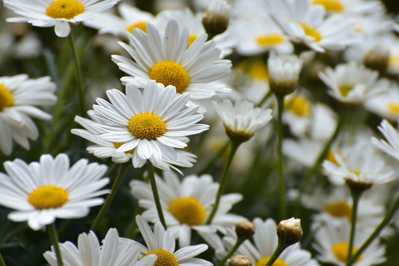 Flowers in Teacup