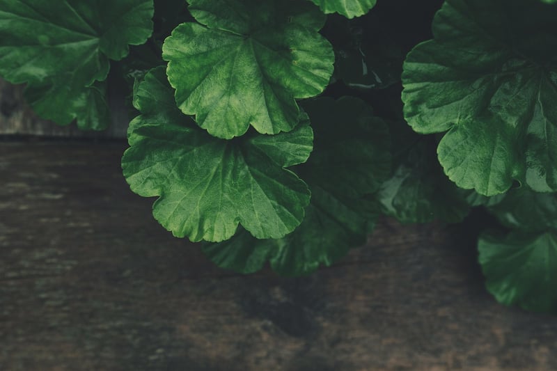 Green Man